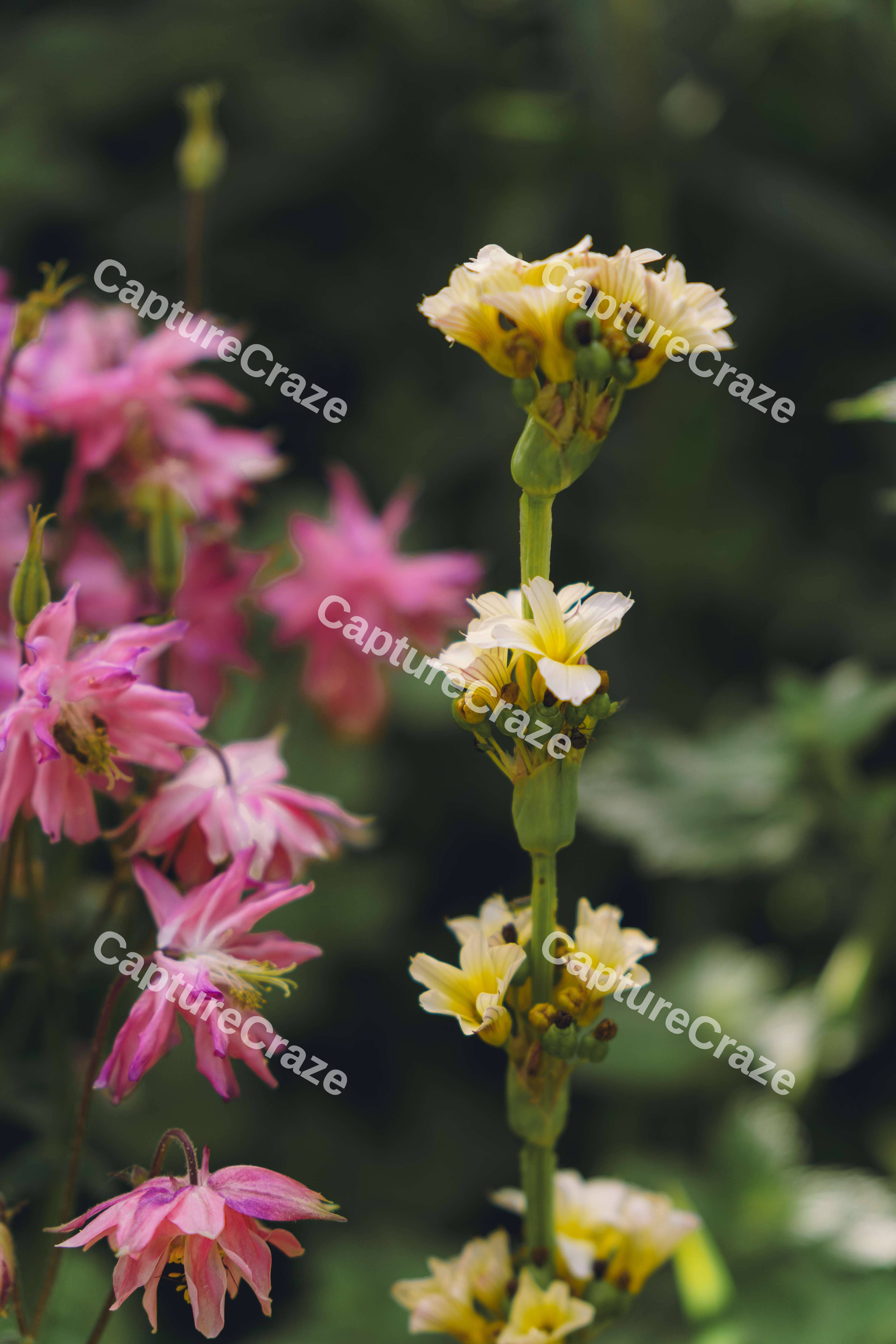 Sisyrinchium With Company